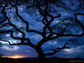 Tree - A tree in africa with the a very blue background.