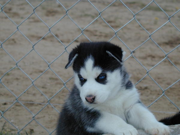 Siberian Husky - I have a red siberian husky but now I want him too.