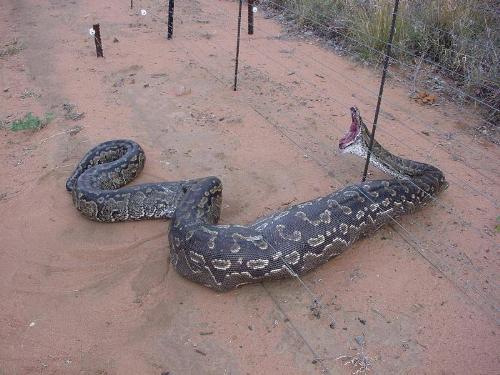 snake - snake who eat sheeps in australia