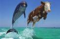 dolphins - dolphin and cow