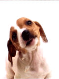doggy - dog