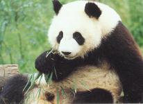 Pandas at Mysore zoo - Photographed at Mysore zoo