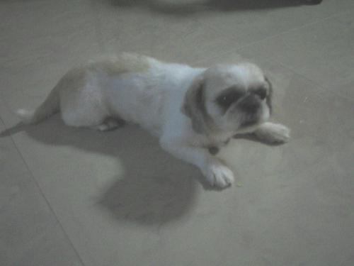My pet - This is my cute little shih Tzu girl...Well not pure breed as she is extremely small in size for her age now at 4yrs old...Her name is PP as she often pee when she is young when excited.