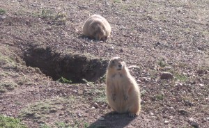 Prairie Dog - Prairie Dogs at Wind Cave National Park in South Dakota