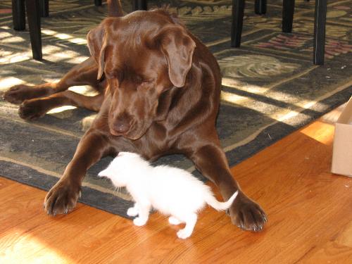 brownie - my dog and kitten