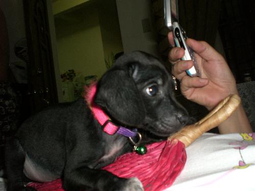 cute dog - pet
