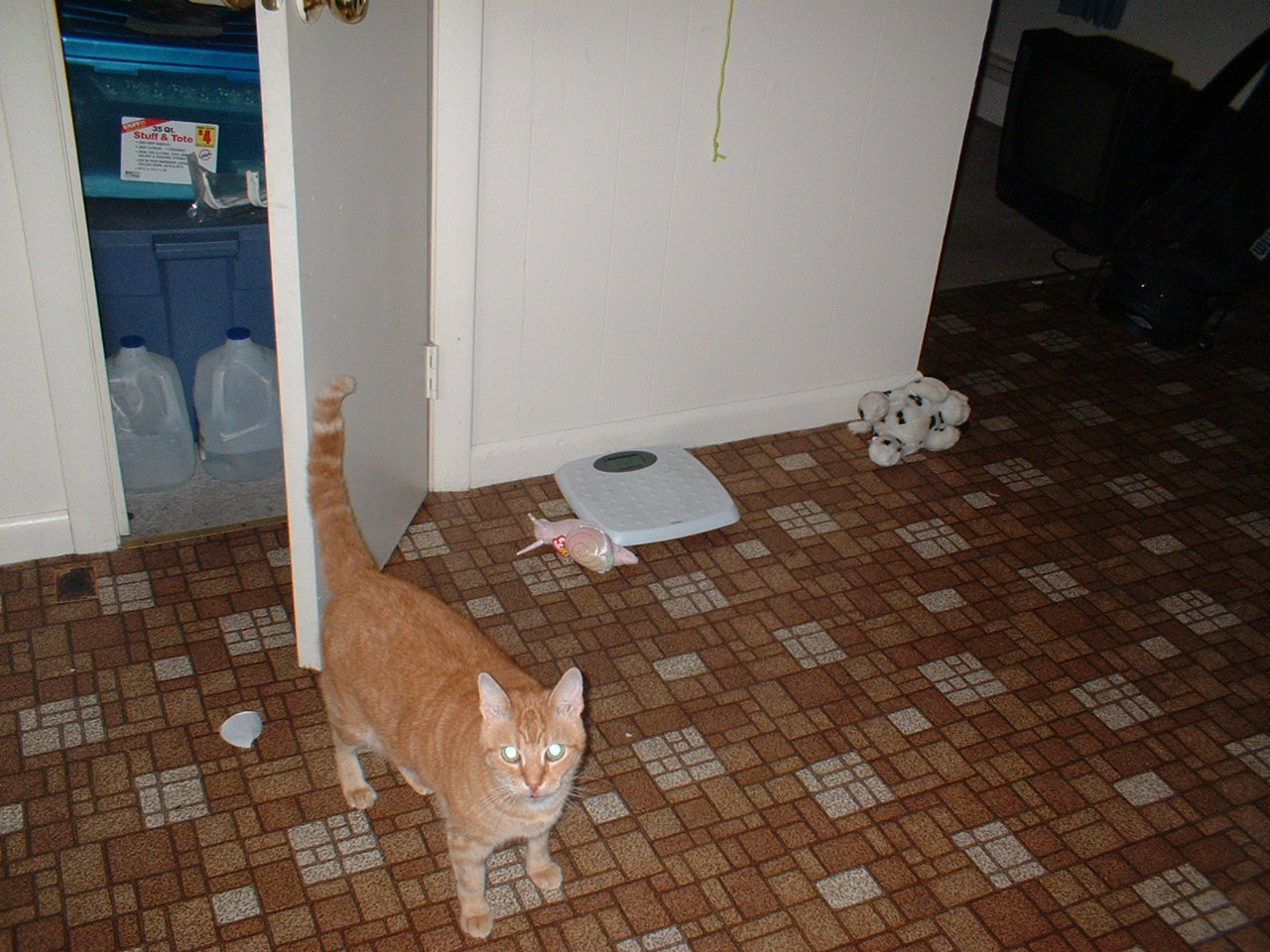 my fav cat