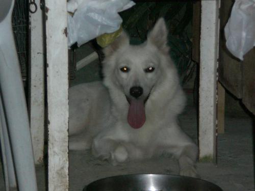 doggie - loving pet