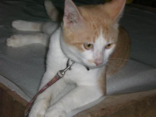 cattie - cat