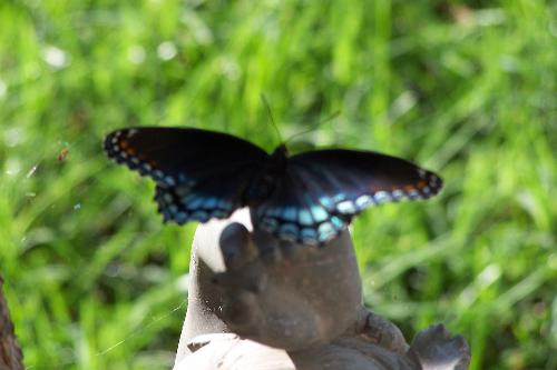 butterfly - blue butterfly