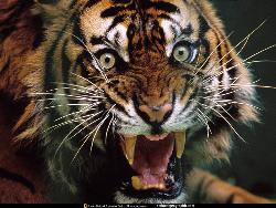 Tiger Roaring - A bone chilling picture of a tiger roaring