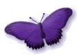 butterfly - its colorful and attractive