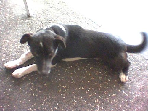Doggy - my dog at home