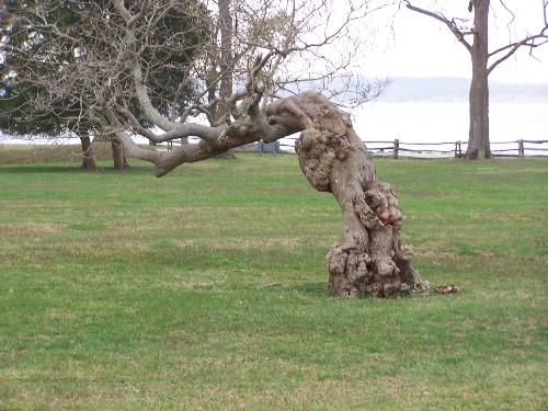 old tree - Look closely this tree is ancient