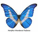 buterfly1 - buterfly1