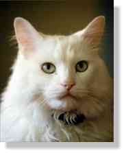 cat - cat