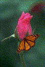 Butterfly - Butterfly on flower