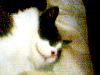 Why are baby kitties always sleepy? - This is my kitten, Skoooter.  Skoooter is named that because when he is awake he runs everywhere he goes.  He is also a fantastic jumper.