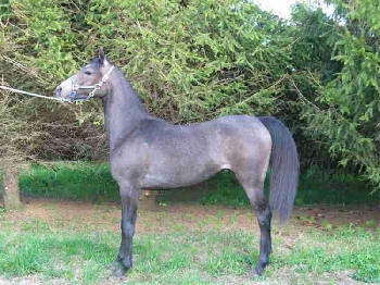 Kharouf - Arabian filly - This is my son Mitchell's horse.  Her name is Kharouf.