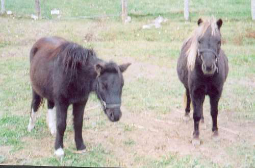 Dandy and Sanka - These are two of the miniature horses that my sons work with on the farm.