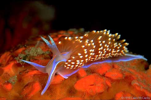 Just do it - Under the sea...