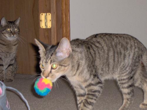 Morrison at play - He is just the cutest