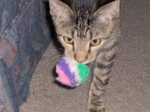More Morrrison at play - Can't get enough
