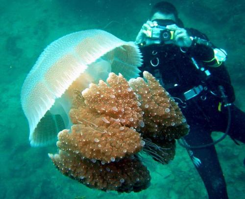 diving - Tou can see, inthe deep blue see