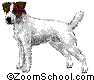 Jack Russell Terrier - Jack Russell Terrier:- A bold, alert, robust dog bred originally to drive small animals from their burrows.