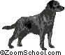 Labrador Retriever - The Labrador Retriever is a stocky, intelligent, and even-tempered dog; it is the most popular dog in the USA.