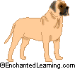 Mastiff - The Mastiff is a huge, intelligent, and powerful dog that is often used as a guard dog.