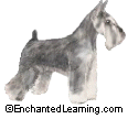 Miniature Schnauzer - Miniature Schnauzer:- A small, lively dog that was originally bred in Germany to hunt rodents on farms.