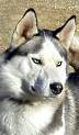 husky - a husky