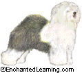 Old English Sheepdog - The Old English Sheepdog is an affectionate, long-haired dog that was originally bred in Great Britain.