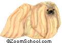 Pekingese - The Pekingese is a small, long-haired dog with a flattened face. It was originally bred in China as a royal companion dog.