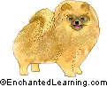 Pomeranian - The Pomeranian is a small, friendly, intelligent companion dog.