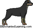 Rottweiler - The Rottweiler is a powerful, muscular, determined dog that was originally bred in Rottweil, Germany, as a cattle guarding and herding dog.