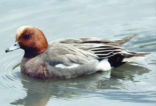 duck1 - duckkkkkkkkkkkkkkkkk