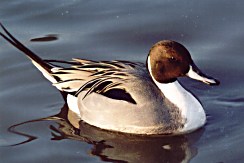duck2 - ducccccccccccccckkkkkkkkkkkkkkkkkkkkk