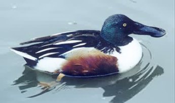 duck2 - duckckckcck