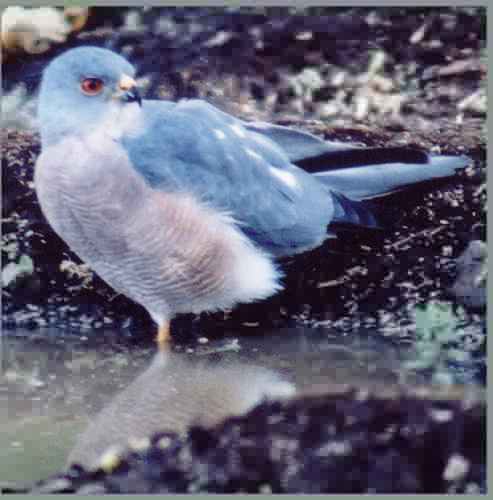 birds - birdss