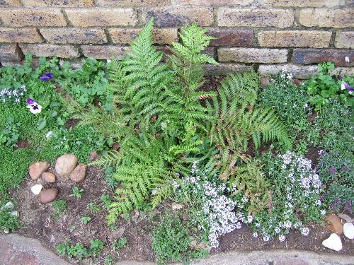 Plants - a few little plants in my garden