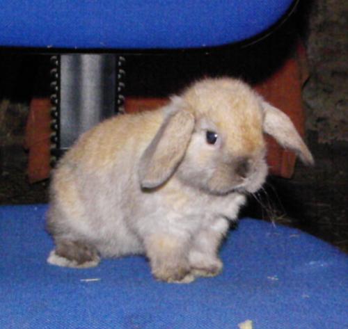 rabbit - a fluffy rabbit