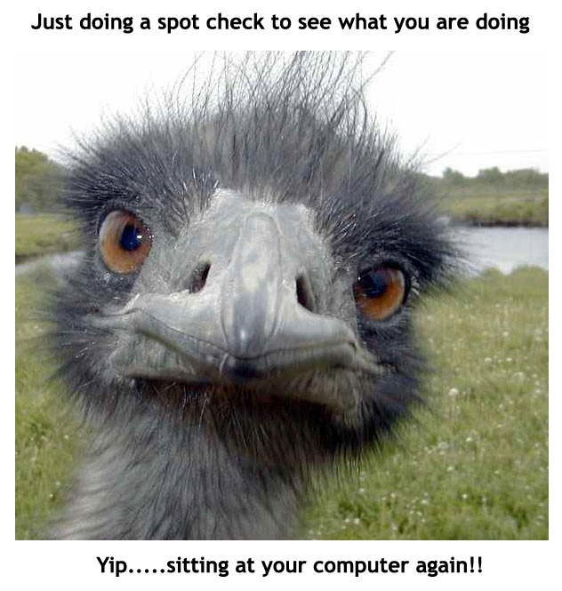 hello I see you - funny bird