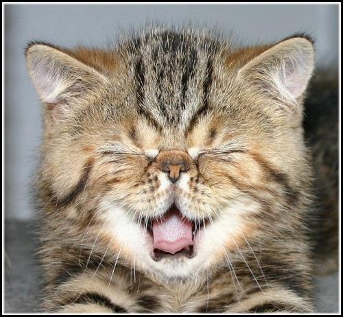 smile - smileing cat