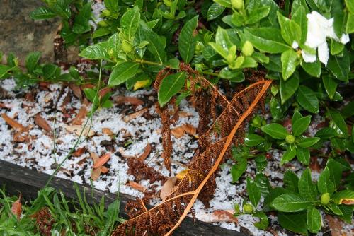 Hailstorm. - This was taken after a recent hail storm.  Where I live I have never seen snow here so to see a blanket of white hail was great.