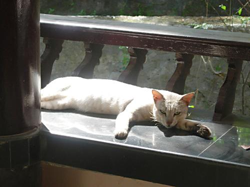 old cat - An old and majestic grey cat.