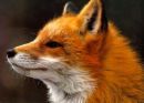 The Fox - picture of the head of a fox