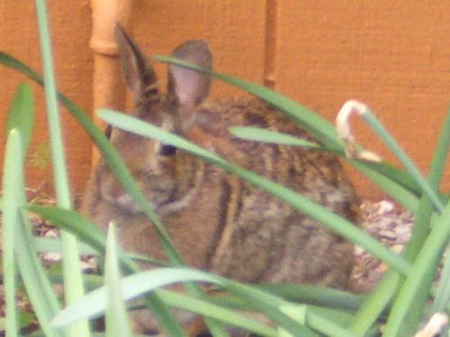 Bunny - Found this cutie in the backyard. Very cool!