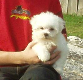 maltese - maltese